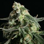 Girl Scout Cookies - Blimburn