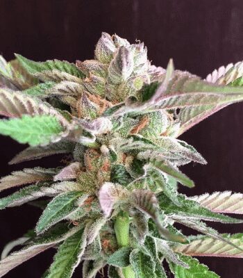 Girl Scout Cookies Forum Cut - Forum Cookies - Alchimia