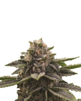 Girl Scout Cookies - Nirvana - Alchimia