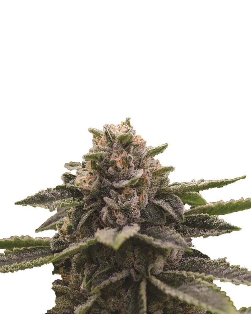 Girl Scout Cookies - Nirvana - Alchimia