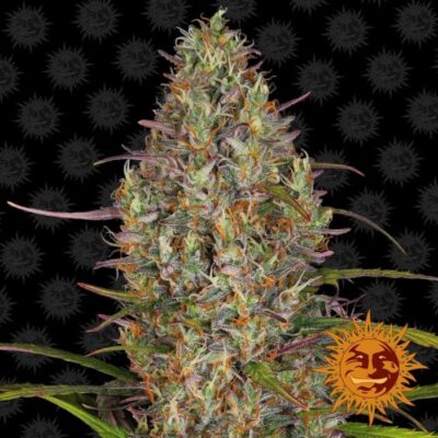 Glue Gelato Auto - Alchimia