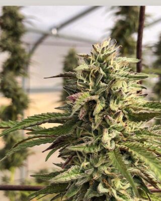 GMO aka Chem Cookies - Alchimia