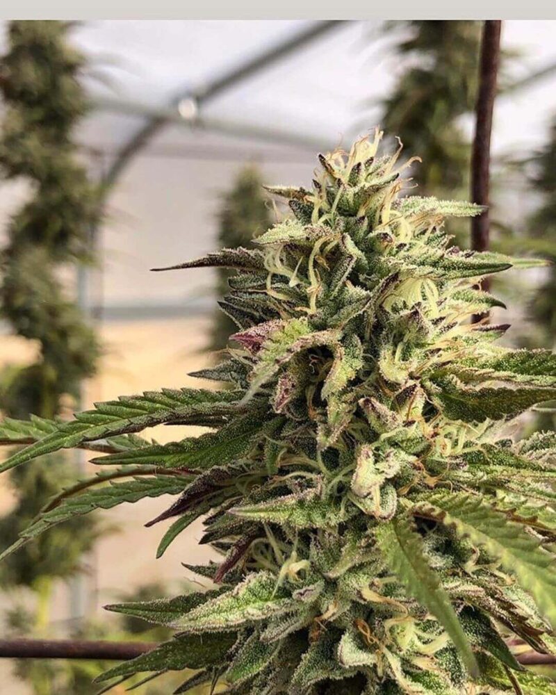 GMO aka Chem Cookies - Alchimia