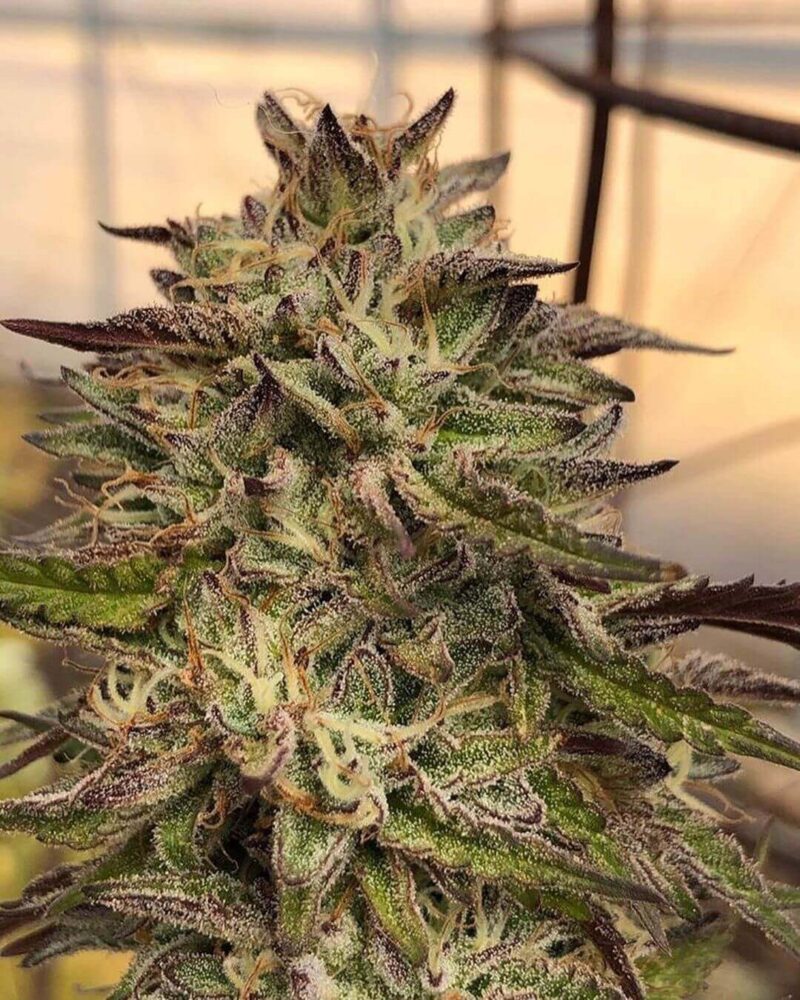 GMO aka Chem Cookies - Regular - Alchimia