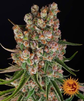 GMO Auto - Alchimia