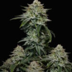 Gorilla Cookies FF