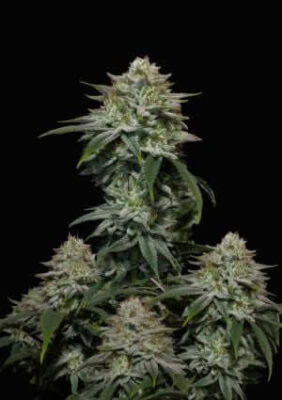 Gorilla Cookies FF - Alchimia