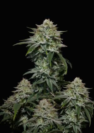 Gorilla Cookies FF - Alchimia