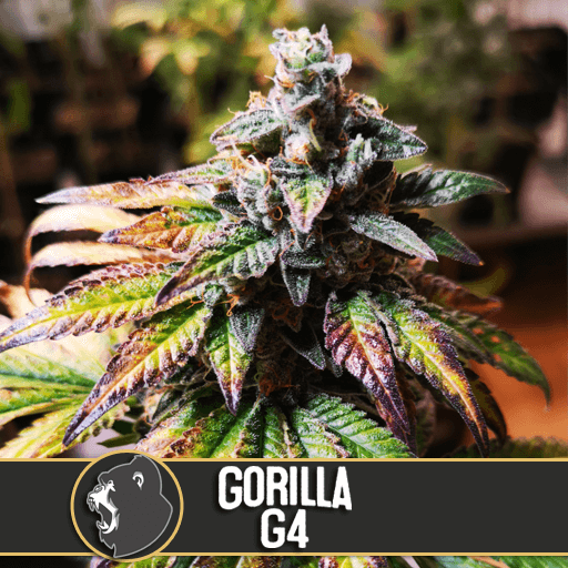 Gorilla Glue 4 - Alchimia