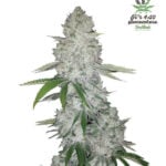 Gorilla Glue Auto
