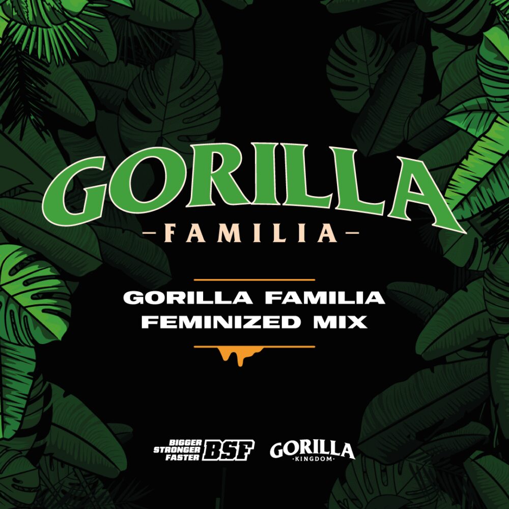 Gorilla Kingdom Familie Mix 1 - Alchimia