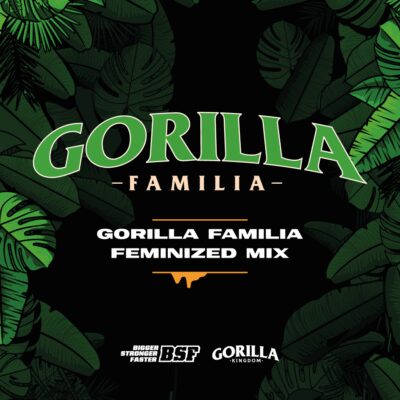 Gorilla Kingdom Familie Mix 1 - Alchimia