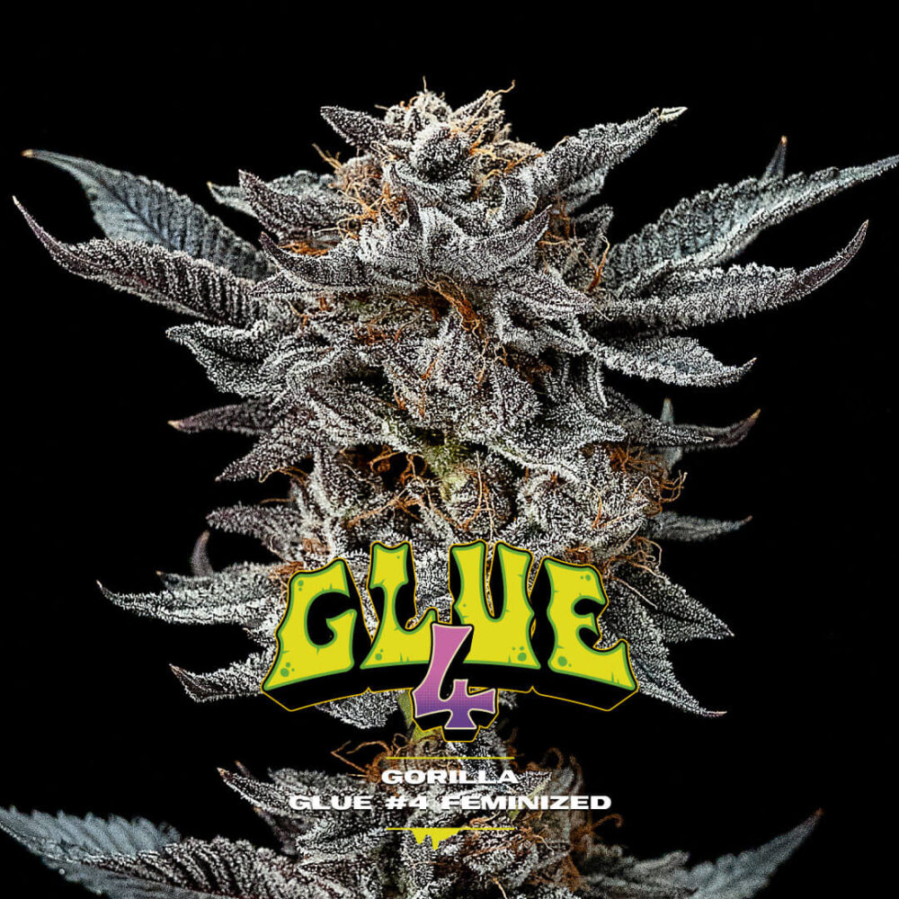 Gorilla Kingdom Glue 4 - Alchimia