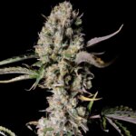 Gorilla Zkittlez Auto - Fast Buds