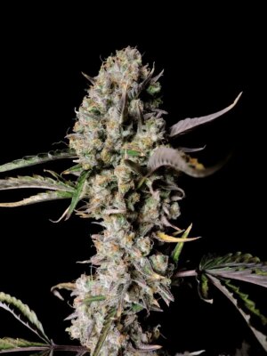 Gorilla Zkittlez Auto - Fast Buds - Alchimia