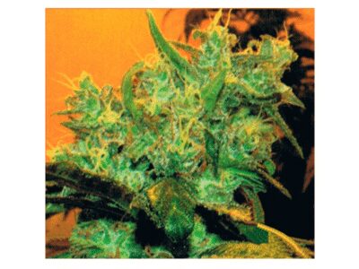 Goxuak Auto - Alchimia