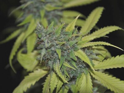 Grandaddy Confidential - Alchimia