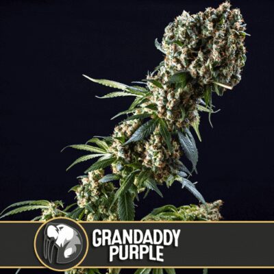 Granddaddy Purple - Alchimia