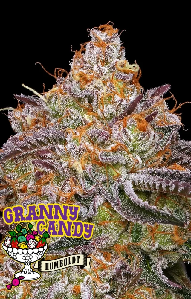 Granny Candy - Alchimia
