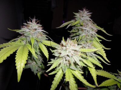 Grapefruit Diesel - Alchimia