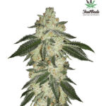 Green Crack