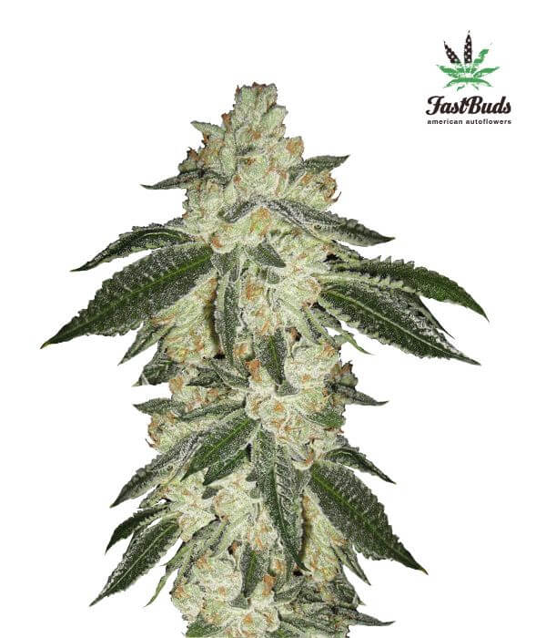 Green Crack - Alchimia