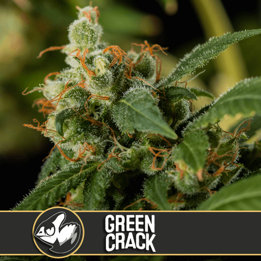 Green Crack - Blimburn seeds - Alchimia