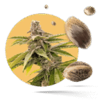 Forbidden Runtz Samen - Fast Flowering