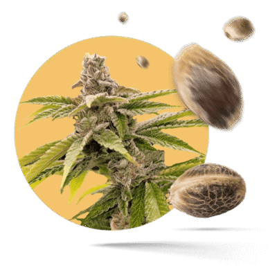 Forbidden Runtz Samen - Fast Flowering - Happy420