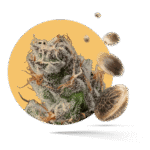 Mango Smile Samen - Autoflower