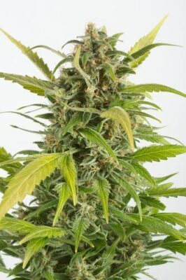 Haze Auto CBD - Alchimia