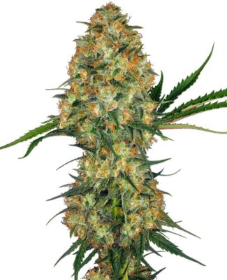 Hindu Kush - Alchimia