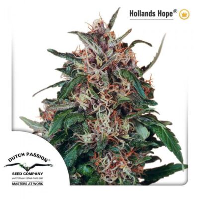 Hollands Hope - Regular - Alchimia