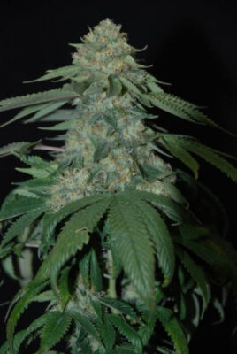 Holy Grail Kush - Alchimia