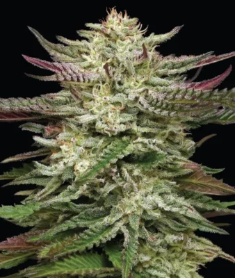 Humboldt Headband Auto - Alchimia
