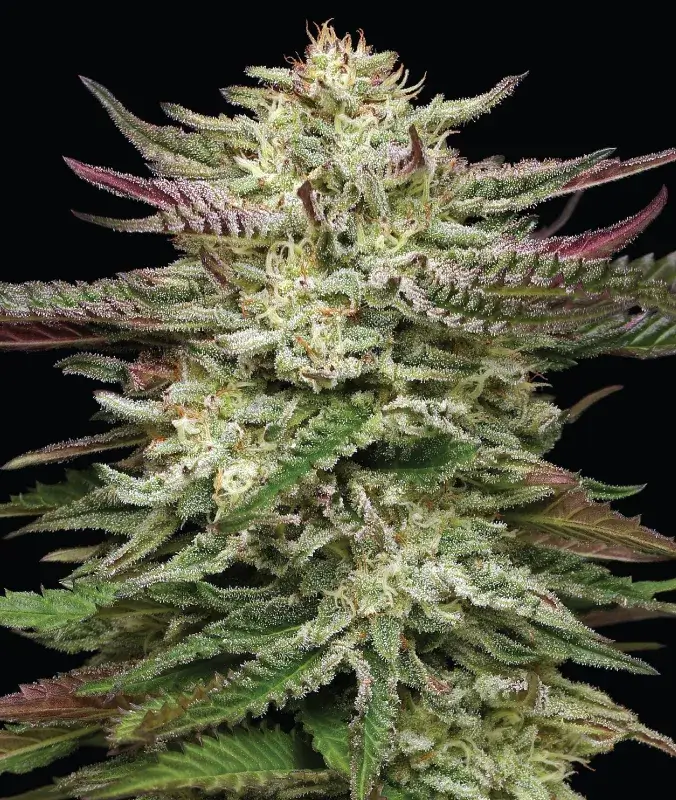 Humboldt Headband Auto - Alchimia