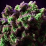 Xetapa - Cannabissorte