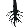 Iboga