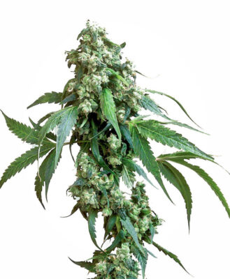 Jack Flash 5 - Alchimia