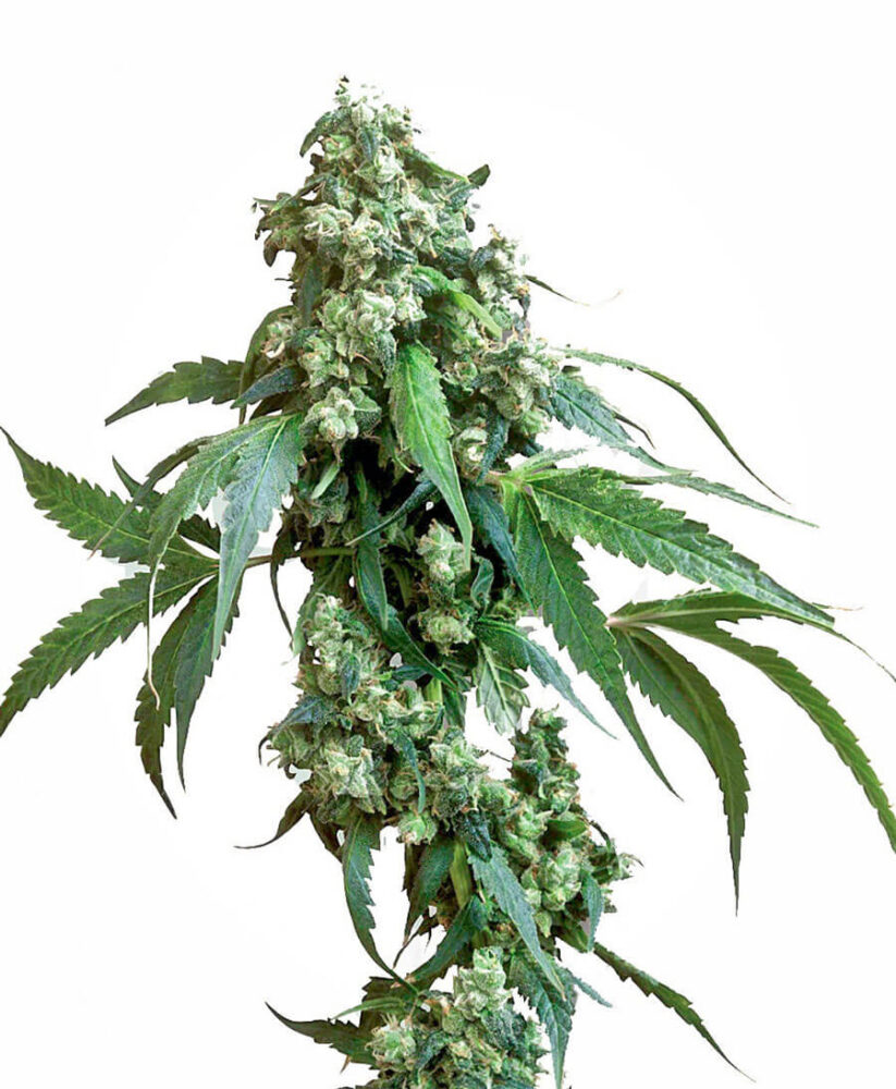 Jack Flash 5 - Alchimia