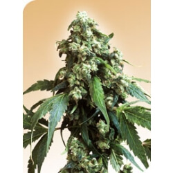 Jack Flash - Regular - Alchimia
