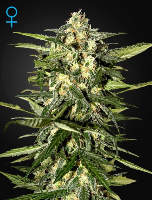 Jack Herer Auto - Alchimia