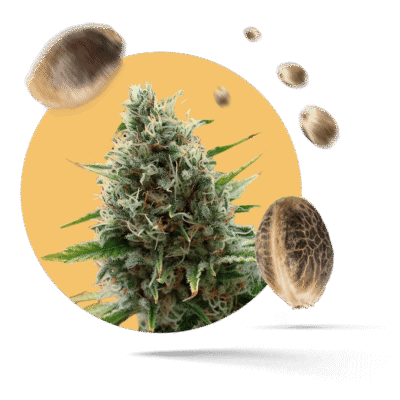 Jack Herer Samen – Feminisiert – Sensi Seeds