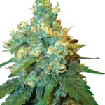 Jack Herer - Regular