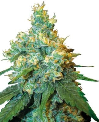 Jack Herer - Regular - Alchimia