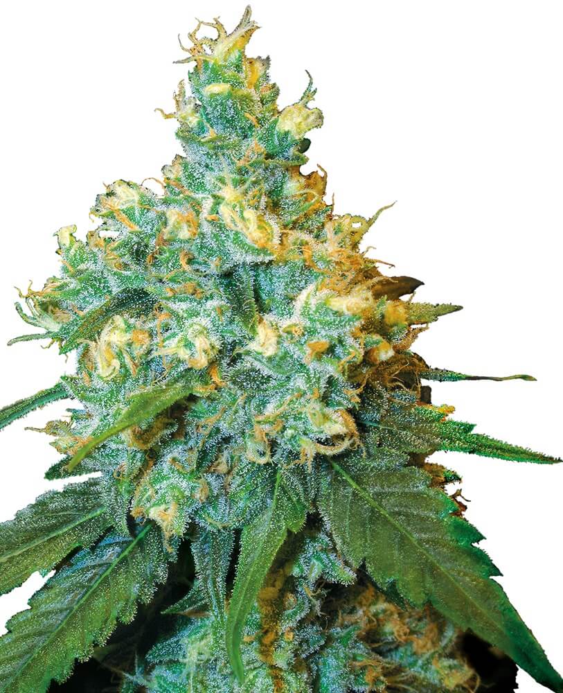 Jack Herer - Regular - Alchimia