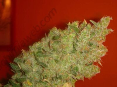 Jack la Mota - Alchimia