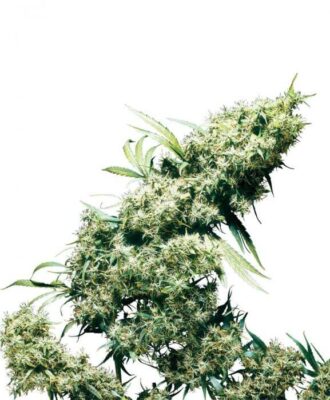 Jamaican Pearl – Alchimia