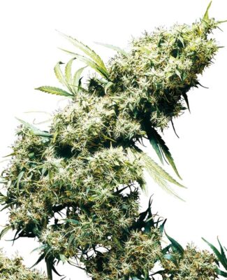 Jamaican Pearl - Regular - Alchimia
