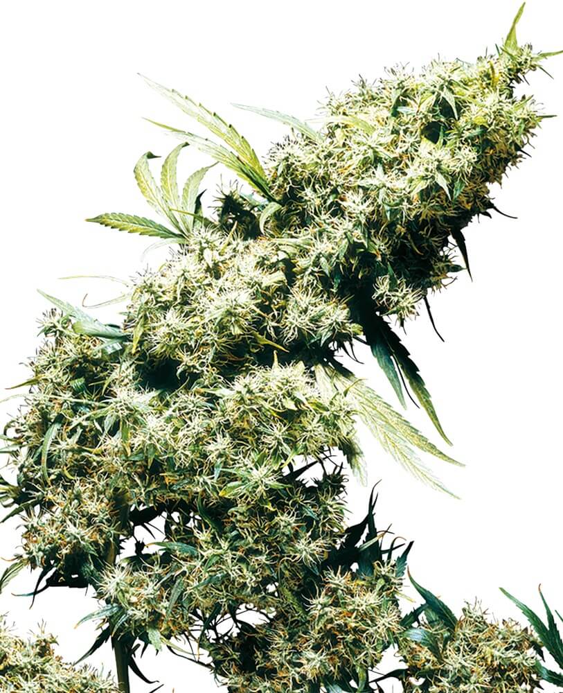 Jamaican Pearl - Regular - Alchimia